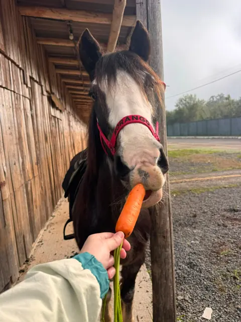 Cavalo comendo uma cenoura oferecida na mão